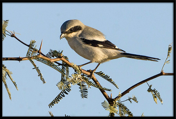 Loggerhead Shrike