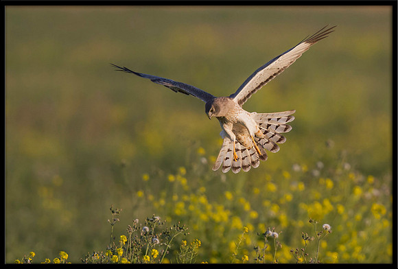 Northern Harrier