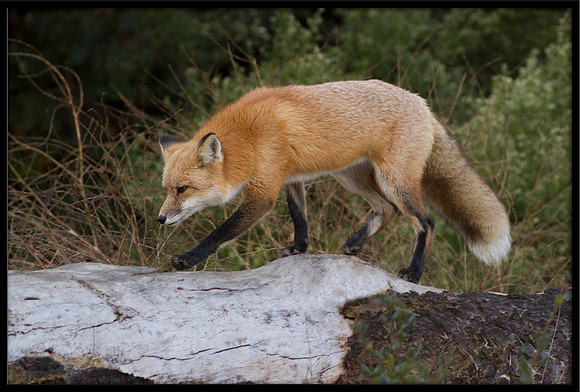 Red Fox