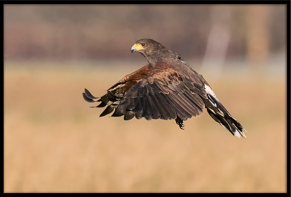 Harris's Hawk