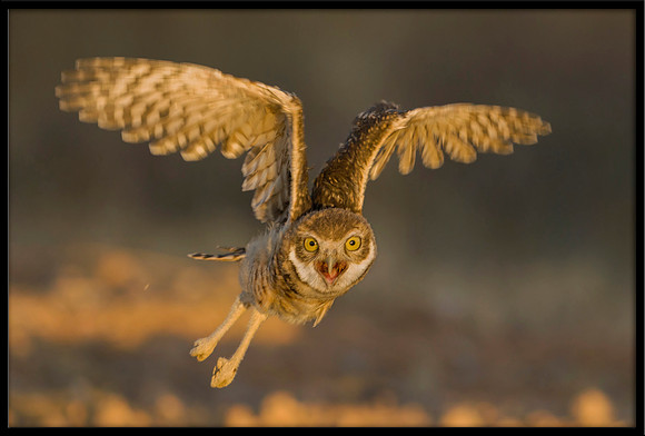 Burrowing Owlet