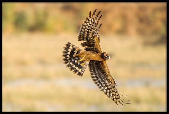 Northern Harrier
