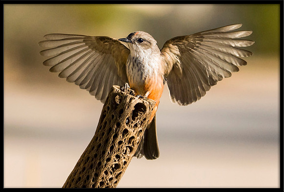 Vermilion Flycatcher