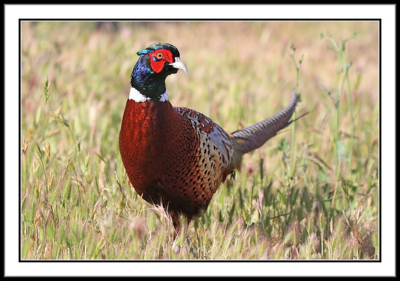 Ring-necked Pheasant