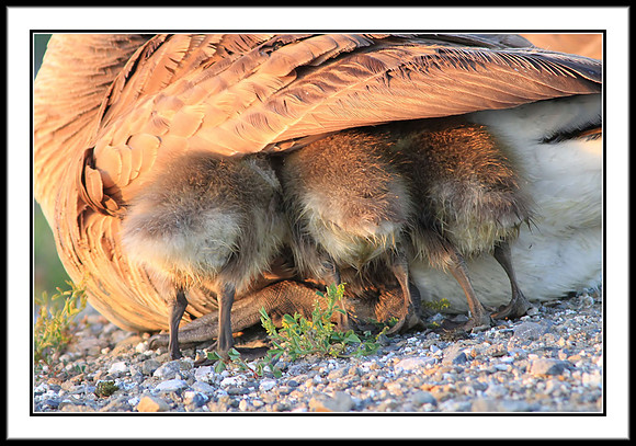 Shy Goslings hiding from the photographer