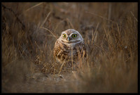 Burrowing Owl