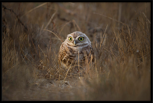 Burrowing Owl