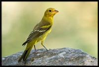 Western Tanager (f)
