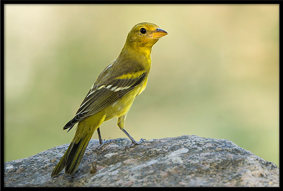 Western Tanager (f)
