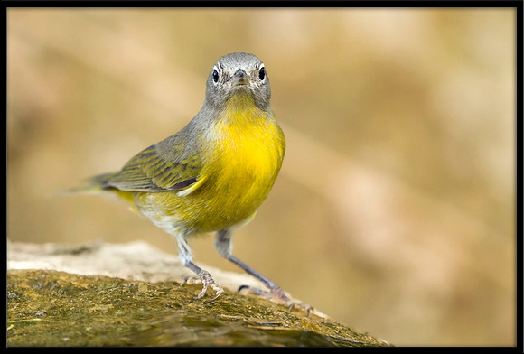 Nashville Warbler