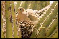 Dove in nest