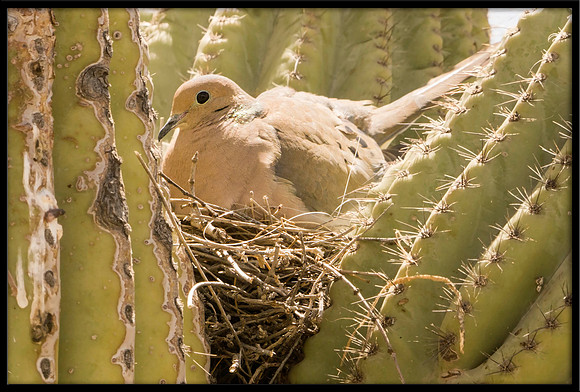 Dove in nest
