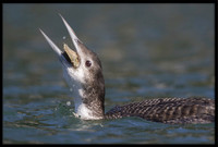 Common Loon