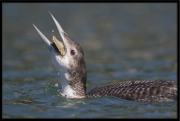 Common Loon