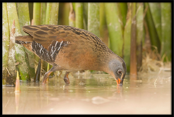 Virginia Rail