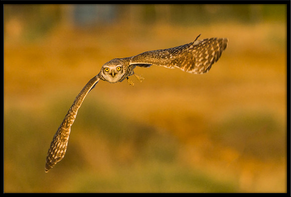 Burrowing Owl