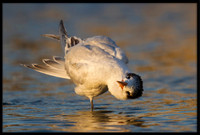 Elegant Tern