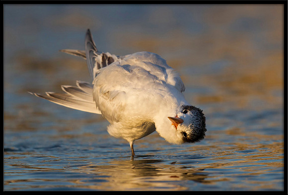 Elegant Tern