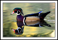 Wood Duck