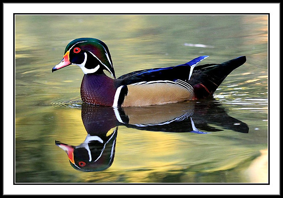 Wood Duck