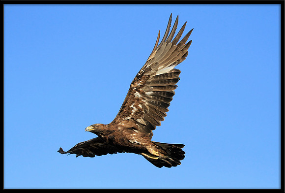 Golden Eagle