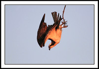 Osprey diving