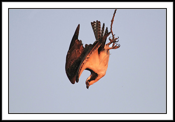 Osprey diving