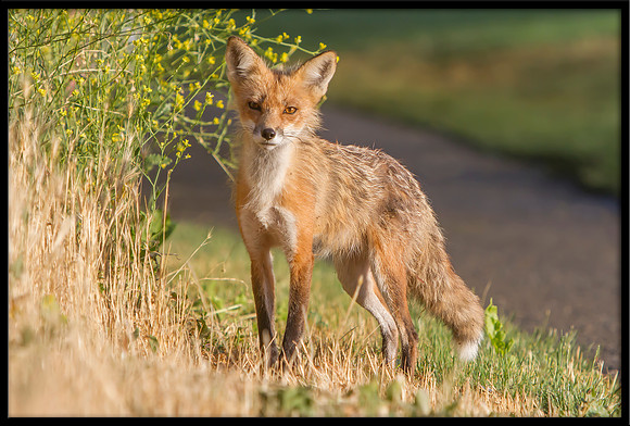 Red Fox