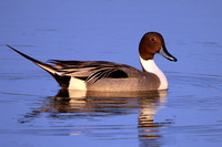 Northern Pintail