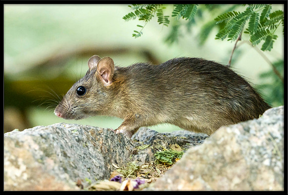 Rat