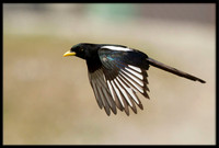 Yellow-billed Magpie
