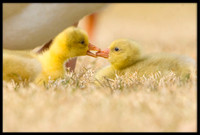 Domestic Embden Gosling