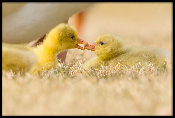 Domestic Embden Gosling