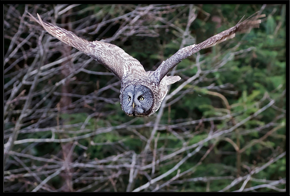 Great Grey Owl