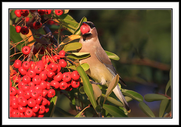 Cedar Waxwing