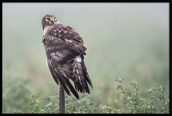 Northern Harrier (f)