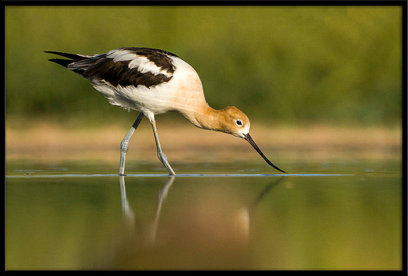 American Avocet