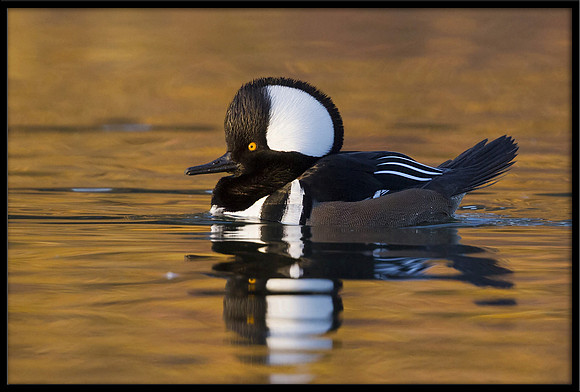 Hooded Merganser