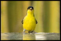 Goldfinch