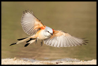 Scissor-tail Flycatcher