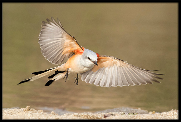 Scissor-tail Flycatcher