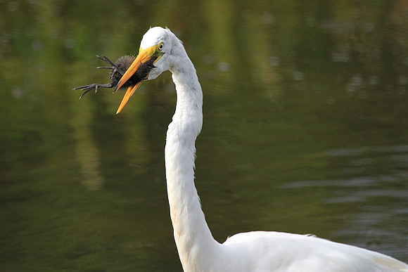 Great Egret eating a Moorhen