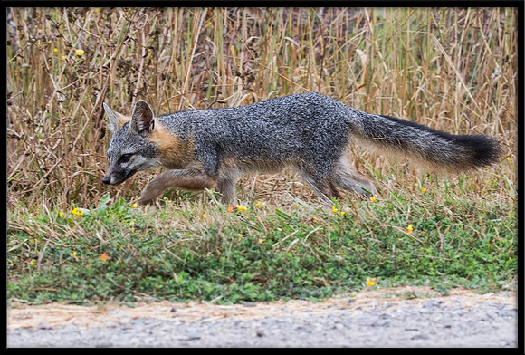 Grey Fox