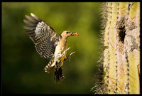 Gila Woodpecker bringing food to nest