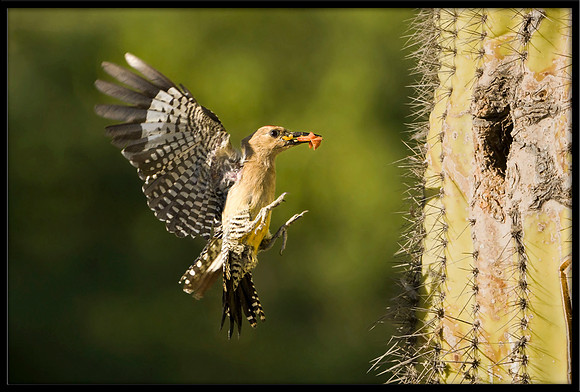 Gila Woodpecker bringing food to nest
