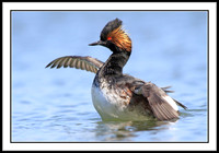 Eared Grebe