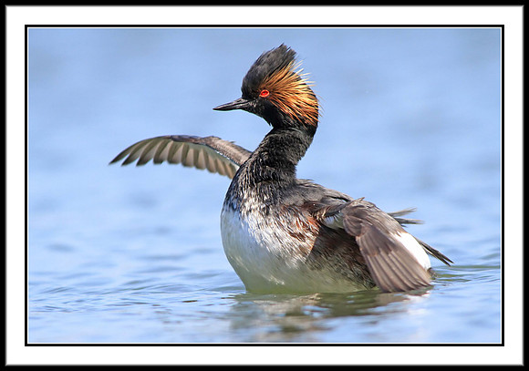 Eared Grebe