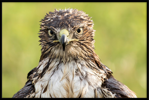 Red-tailed Hawk Bad Hair Day