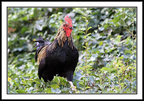 Rooster