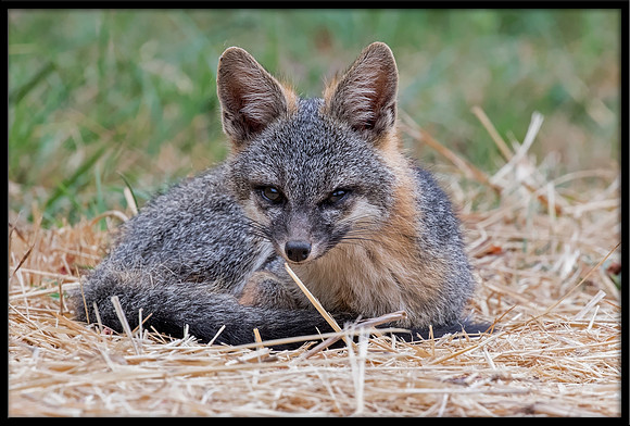 Grey Fox